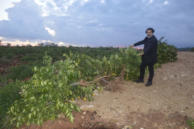 Mersin'de ormanlık alana dikilen 1600 limon ağacı söküldü